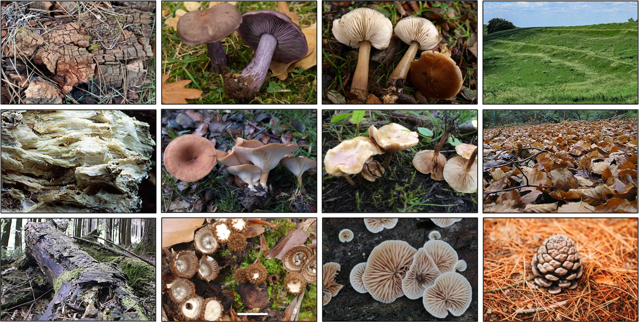 Agaricales