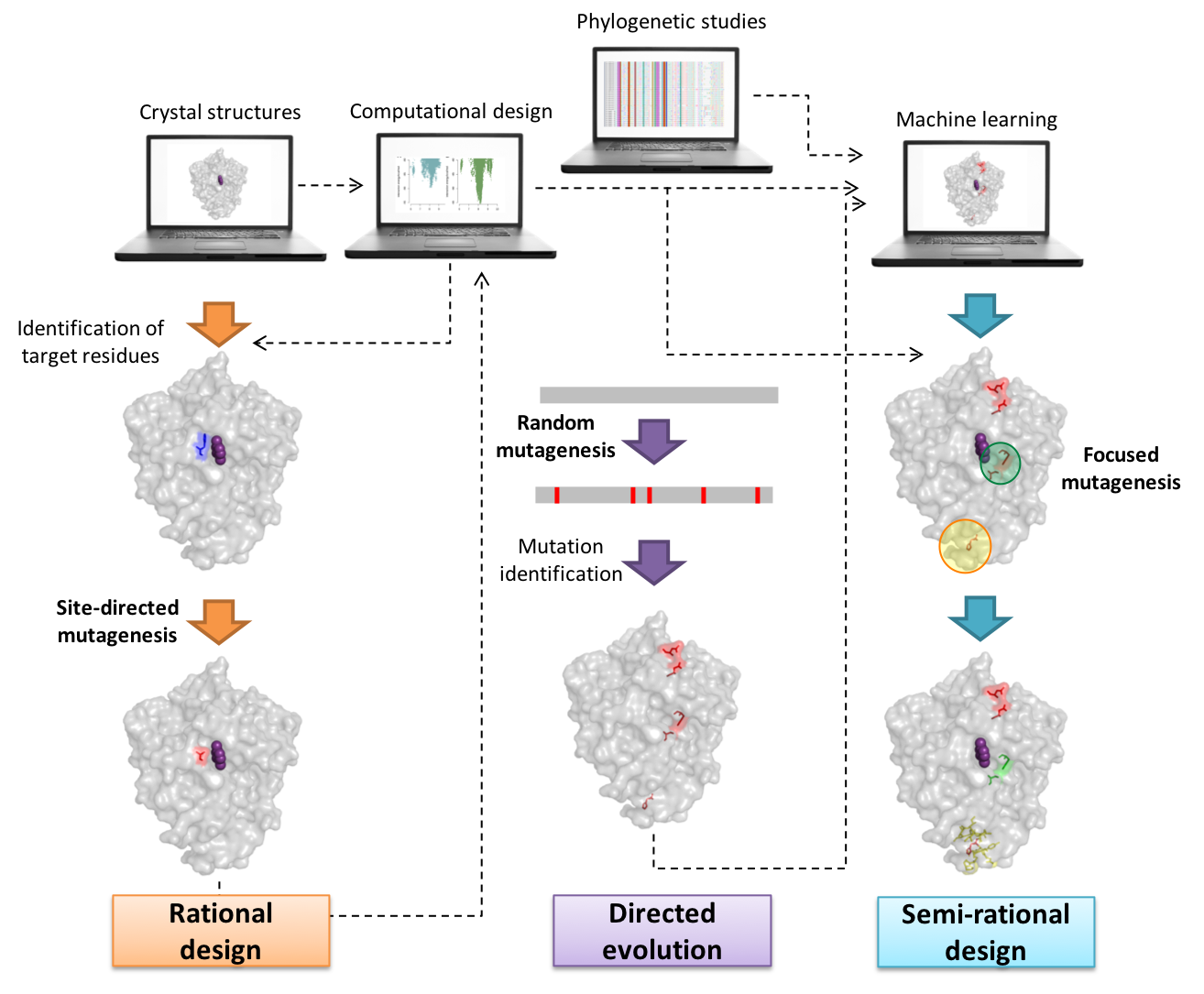 Enzyme engineering