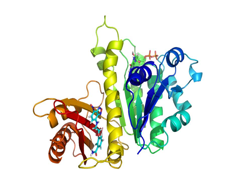 The assembly switch of cell division protein FtsZ demonstrated: a subunit structural change that can be modulated with small antibacterial molecules 