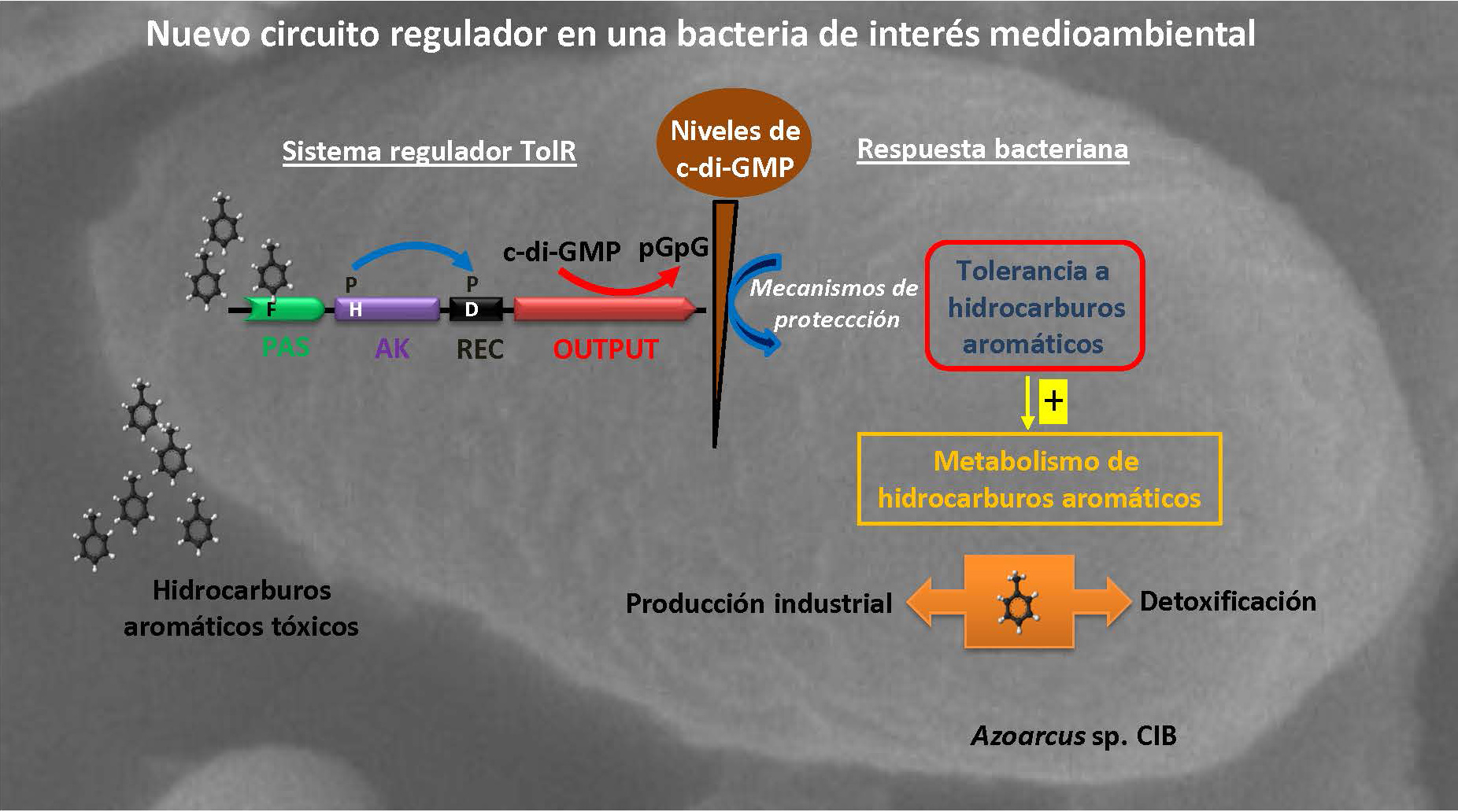 Se ha descubierto un nuevo mecanismo que permite a una bacteria tolerar hidrocarburos aromáticos tóxicos