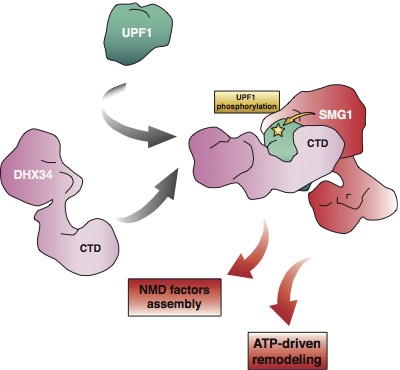 CIB researchers contribute to the understanding of mRNA degradation mechanisms.