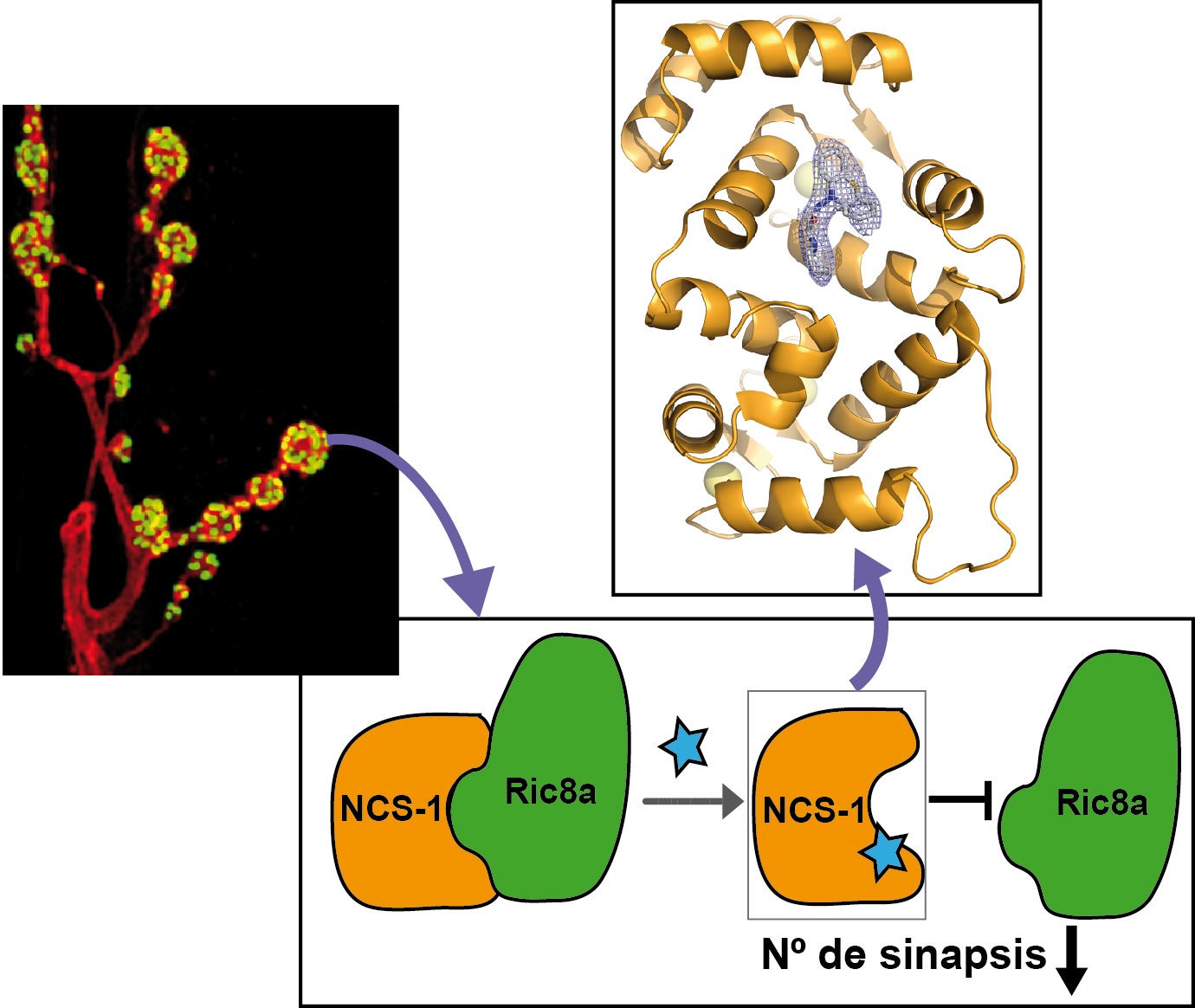 Se ha identificado una molécula nueva capaz de modificar el número de contactos sinápticos entre neuronas