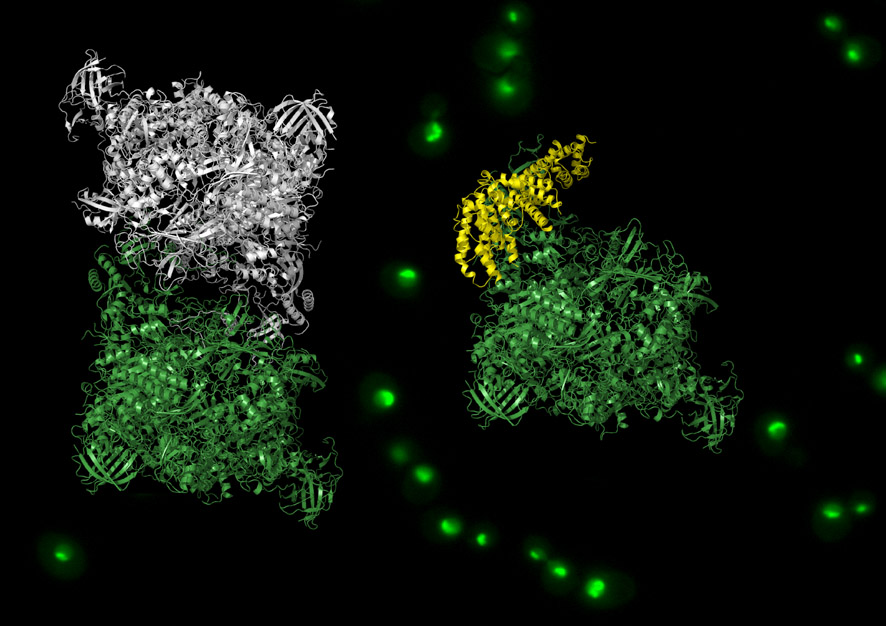 Unveiled how the cell stops growing upon nutrient deprivation