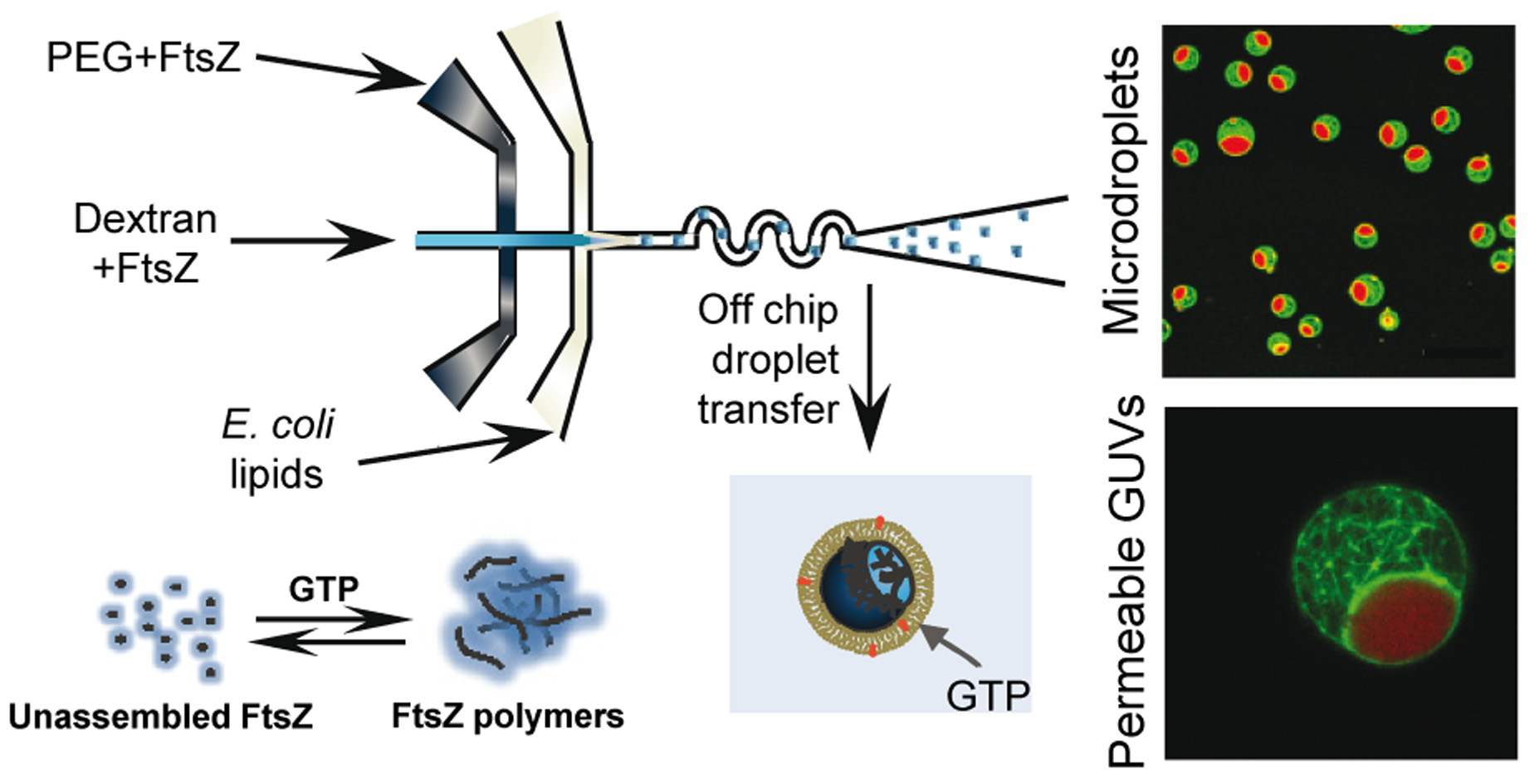 Reconstructing membraneless biocompartments using microfluidics [Image credit: Chem Commun]