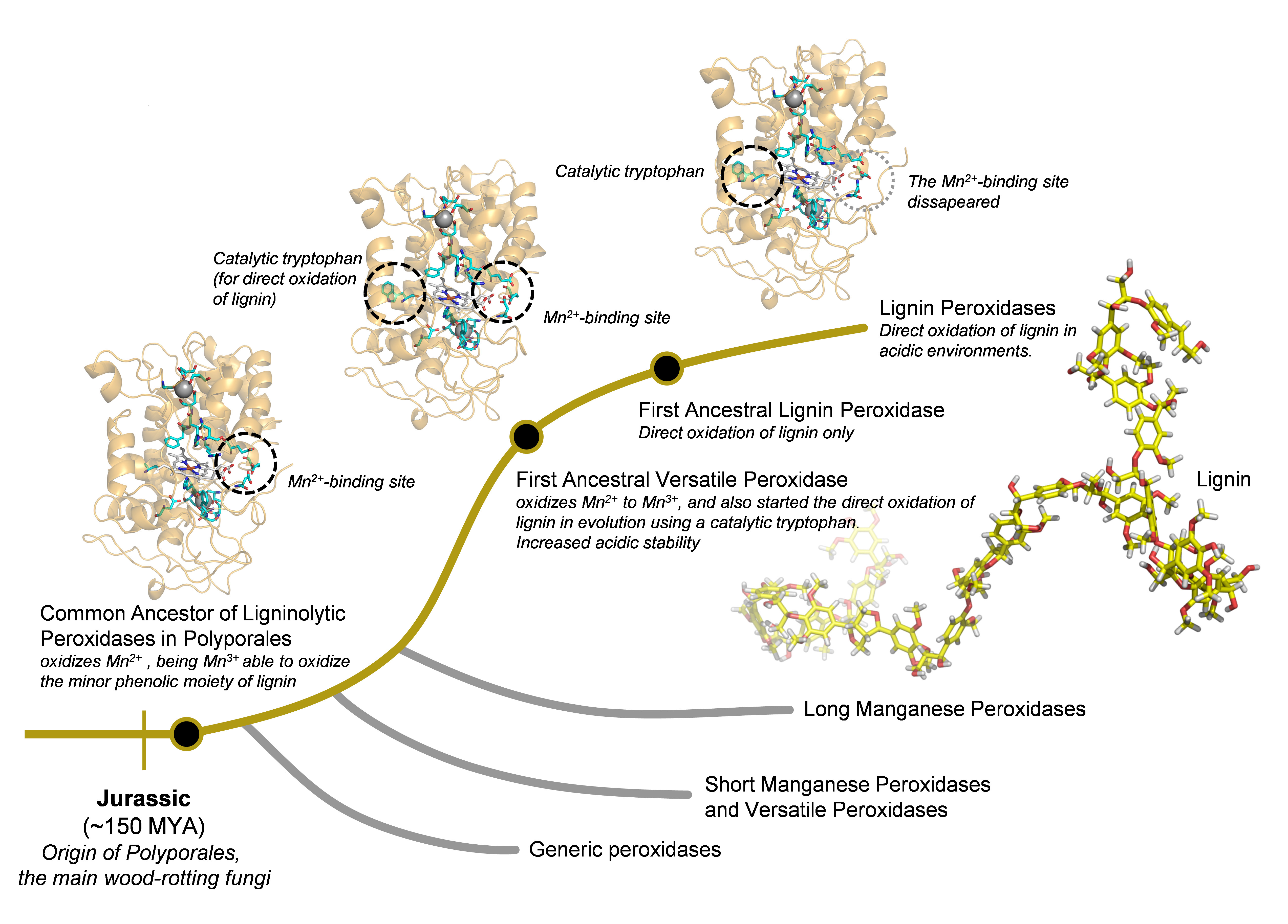 Schematic representation of the evolutionary pathway leading to the most efficient lignin-degrading peroxidases existing in nature