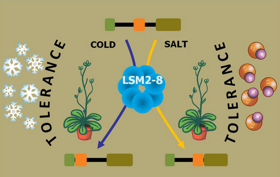 Regulation of the spliceosome depending on the enviromental conditions