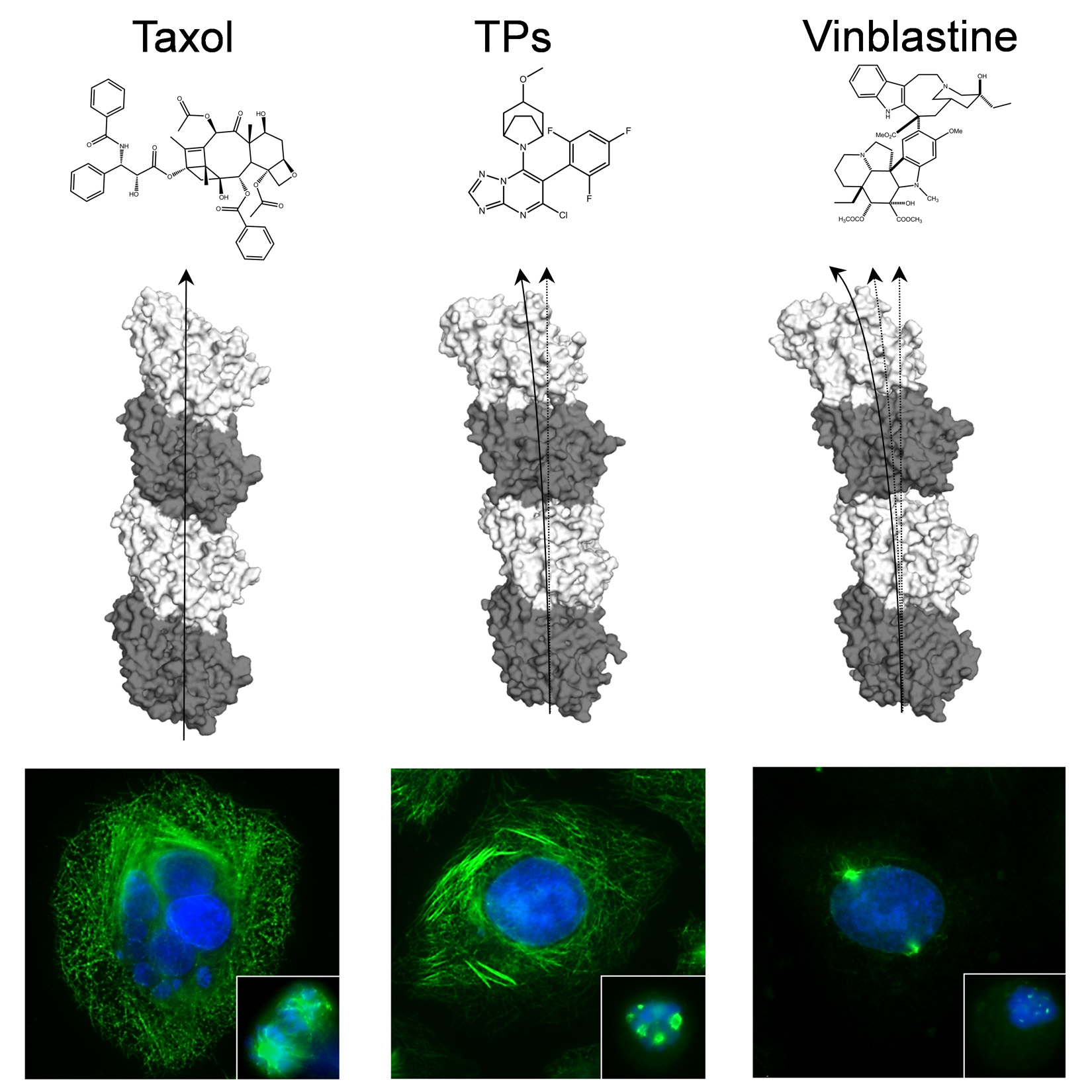 Family of microtubule stabilizing agents