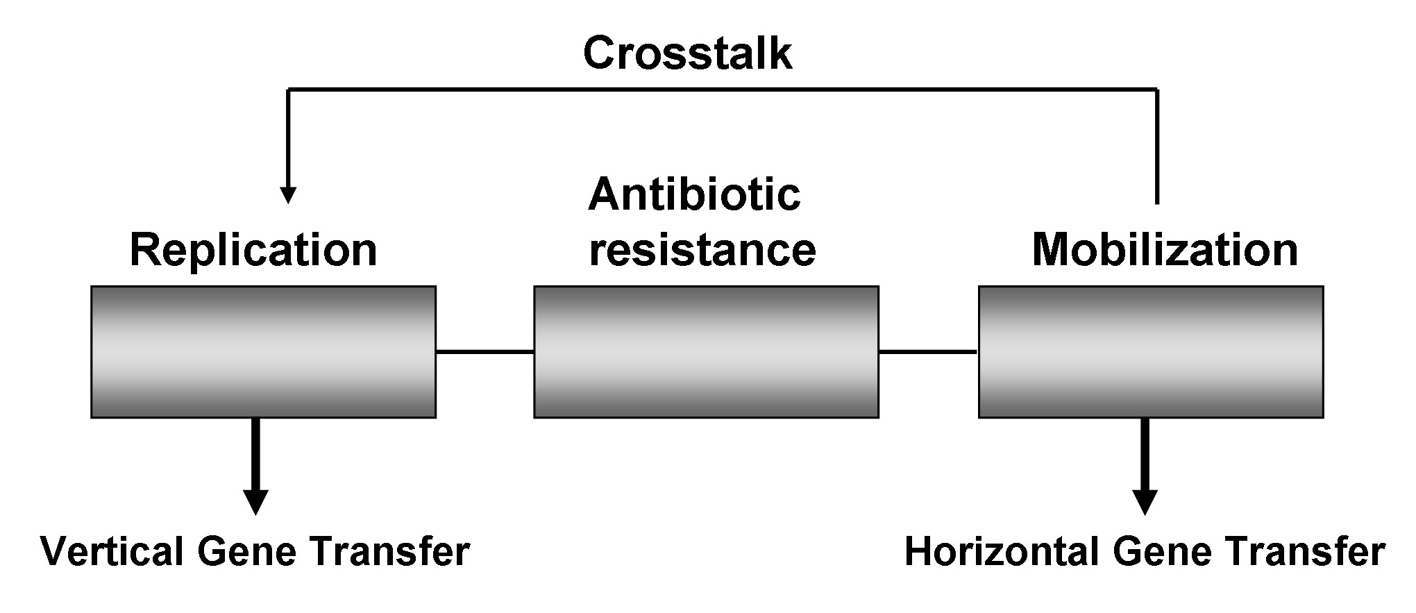 Crosstalk between vertical and horizontal gene transfer