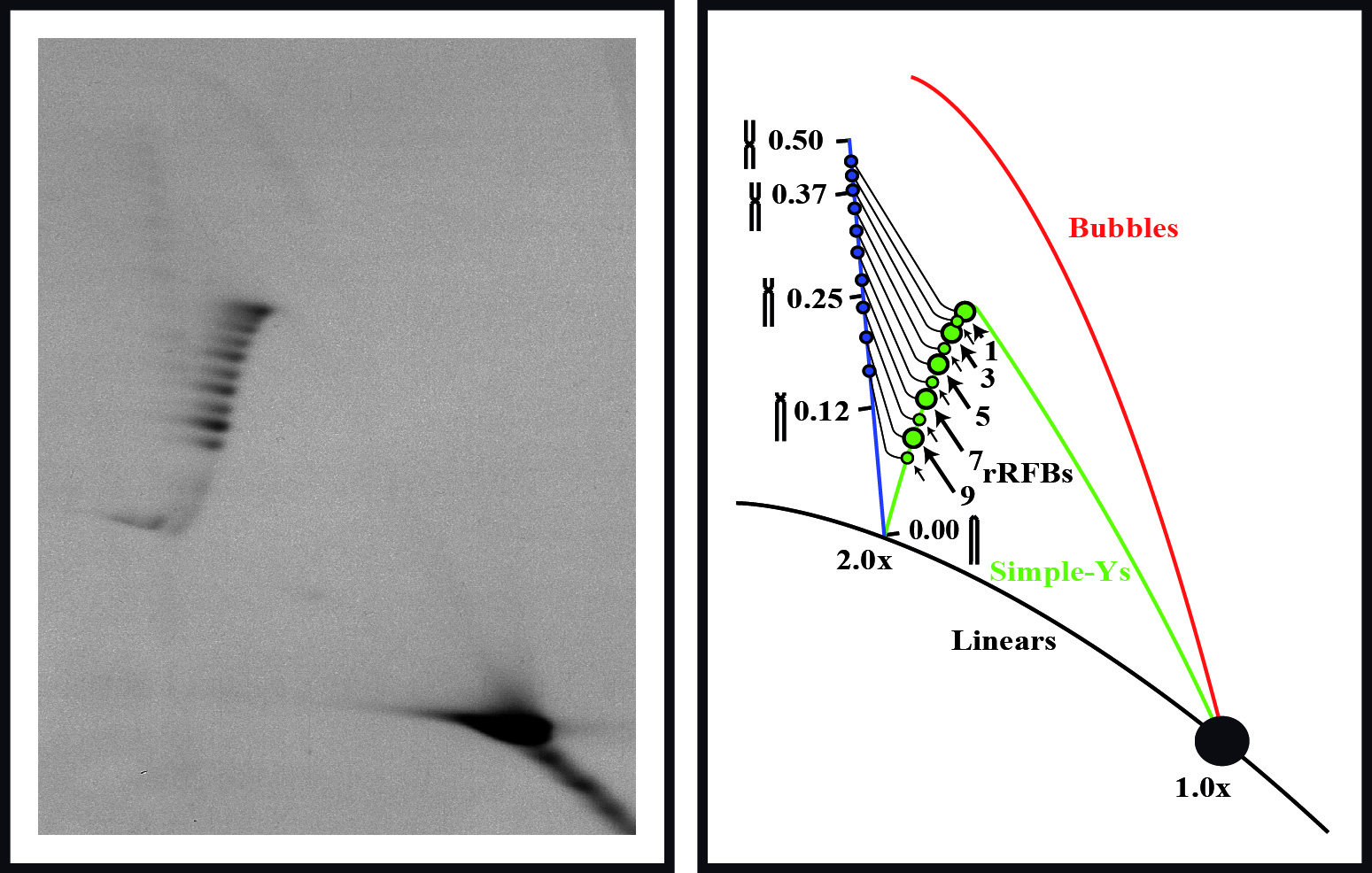 Mechanism of modulation of replication forks blockage in Saccharomyces cerevisiae has been discovered