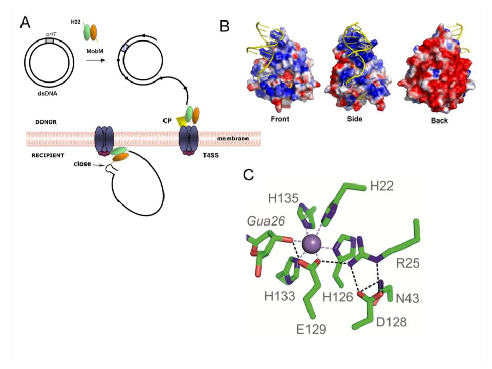 Unveiled a novel mechanism for spreading of antibiotic resistance