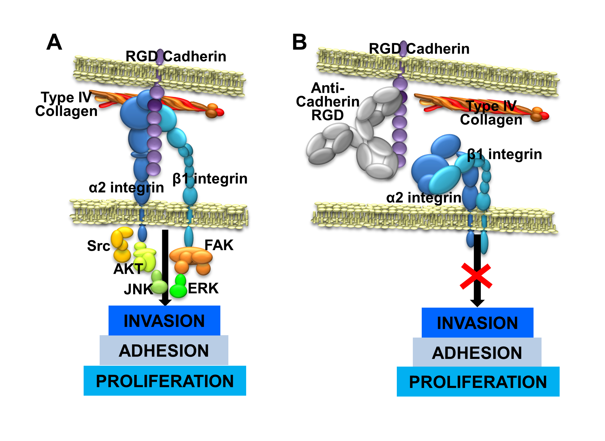 Action mechanism of therapeutic antibodies against RGD cadherin