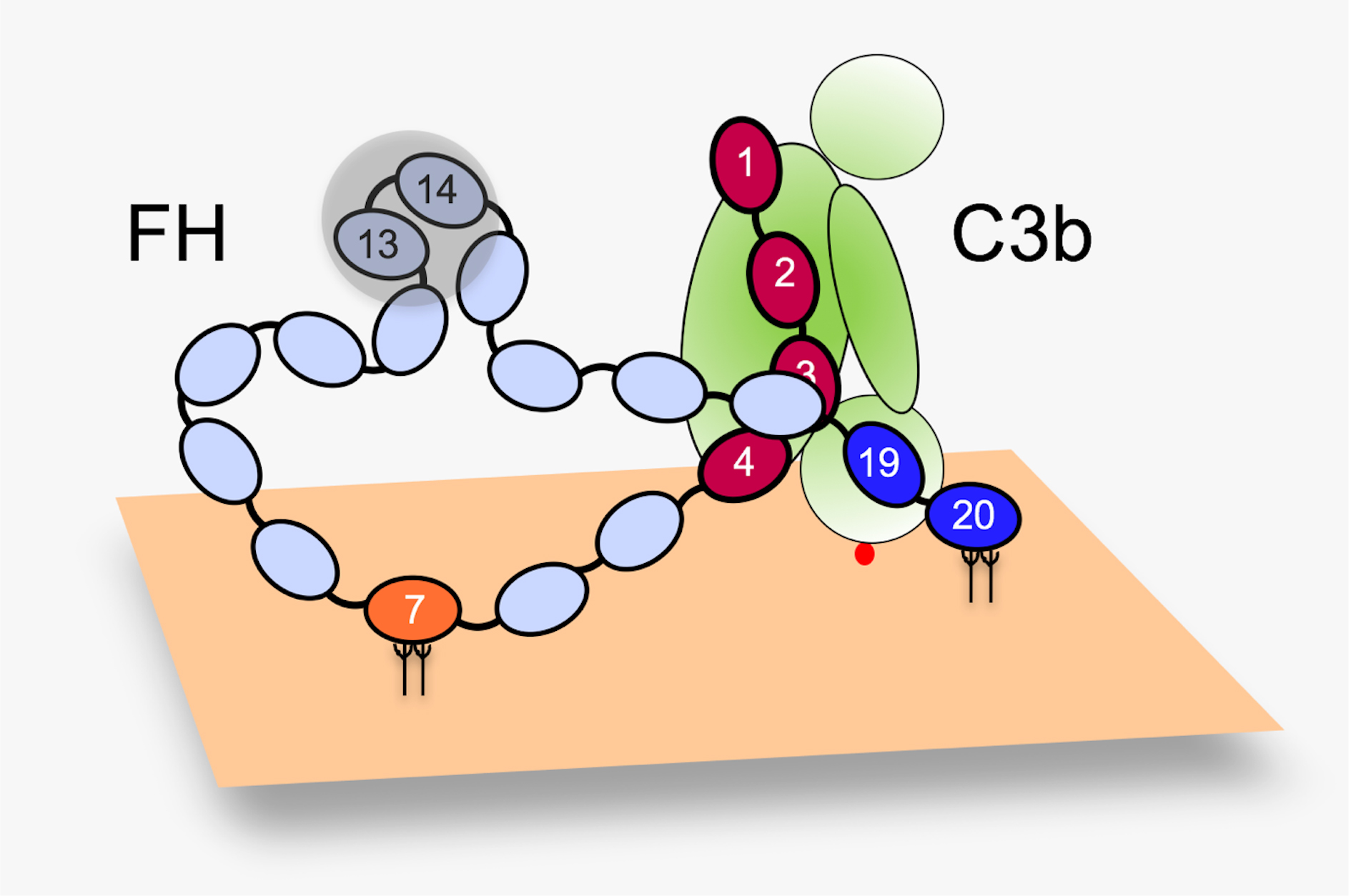 FH participation in complement regulation