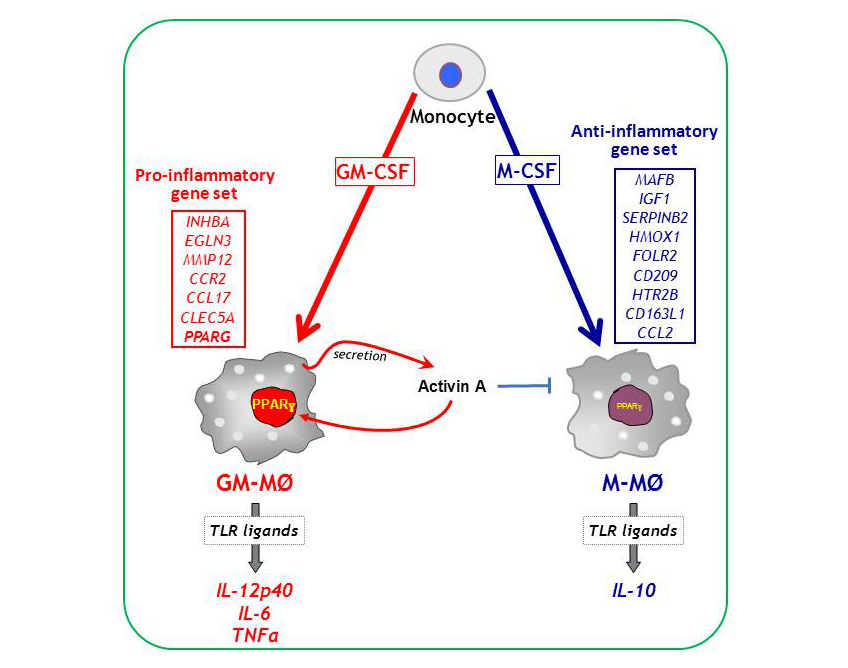  functional GM-CSF / activin A / PPAR axis in human macrophages 