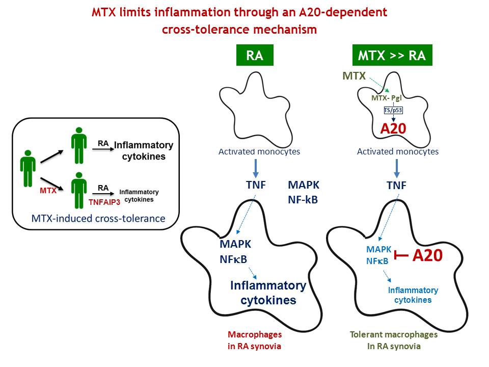 New mechanism of action identified for methotrexate in macrophages