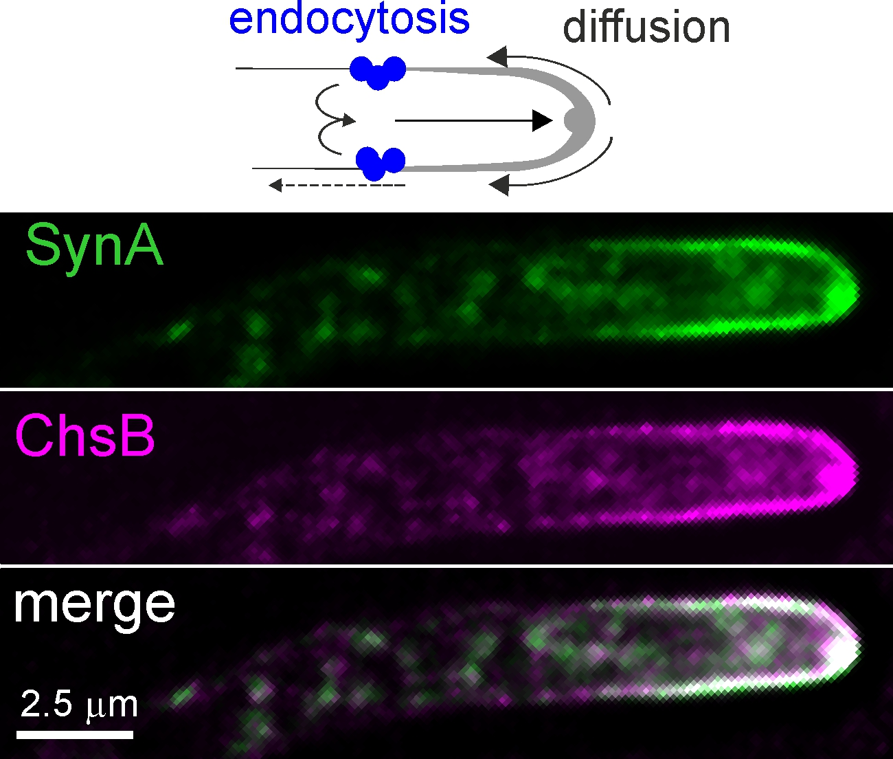 Pathway for endocytic recycling in Aspergillus hyphae uncovered