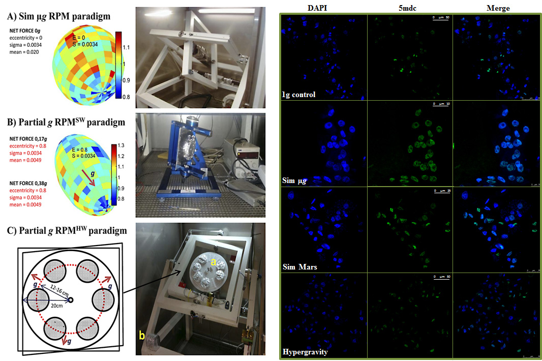 Unveiled the effect of gravity on the growth of plants