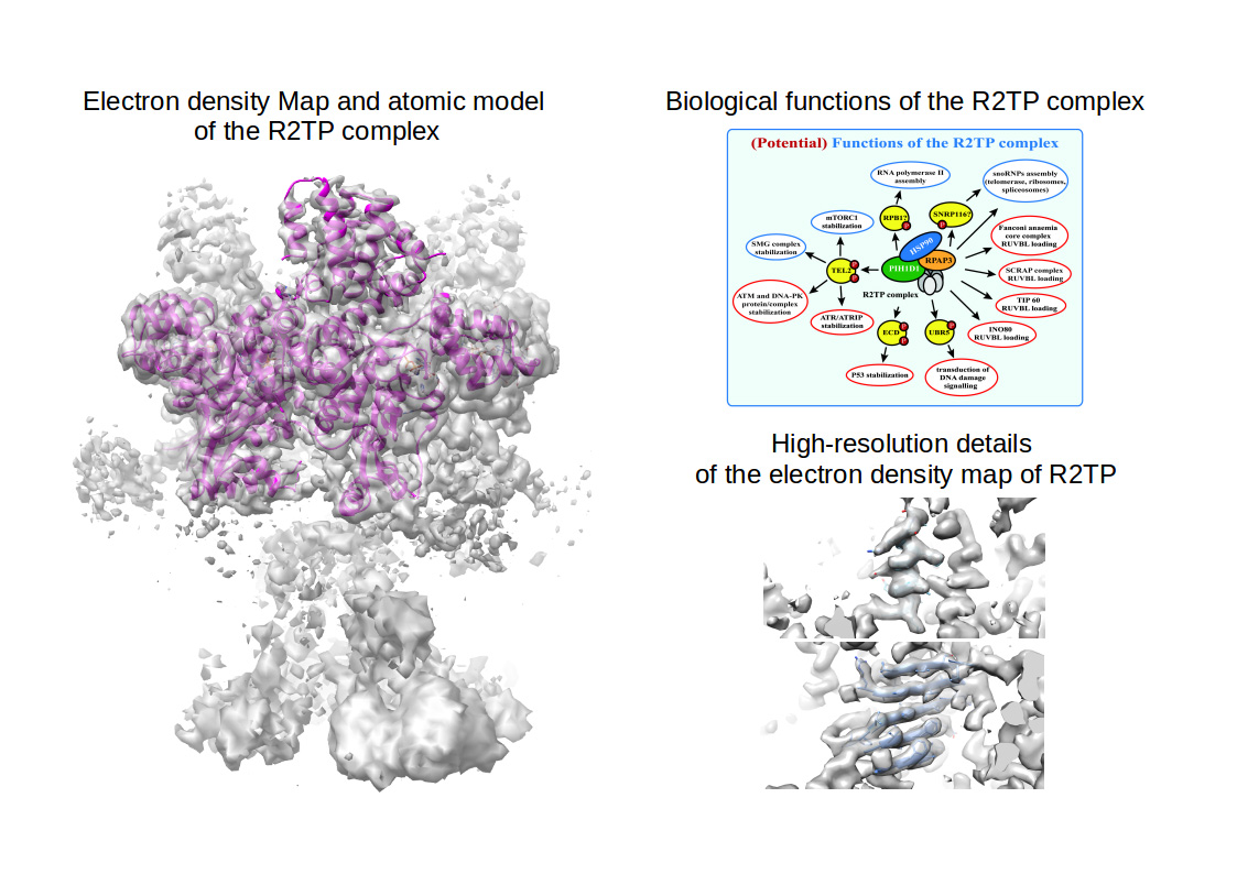 R2TP co-chaperone complex 