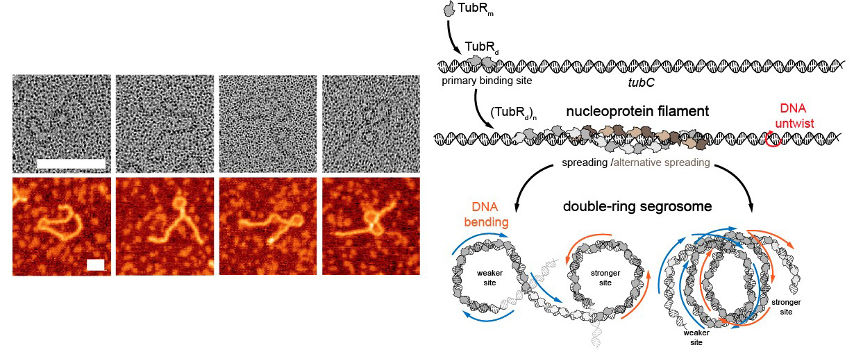 Characterization of the mechanism of production of botulinum toxin