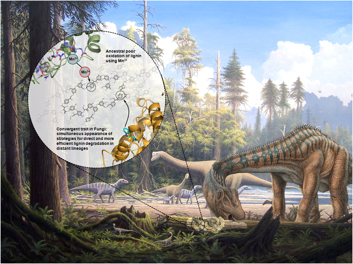 Evolutionary convergence of the lignin degradation mechanism 