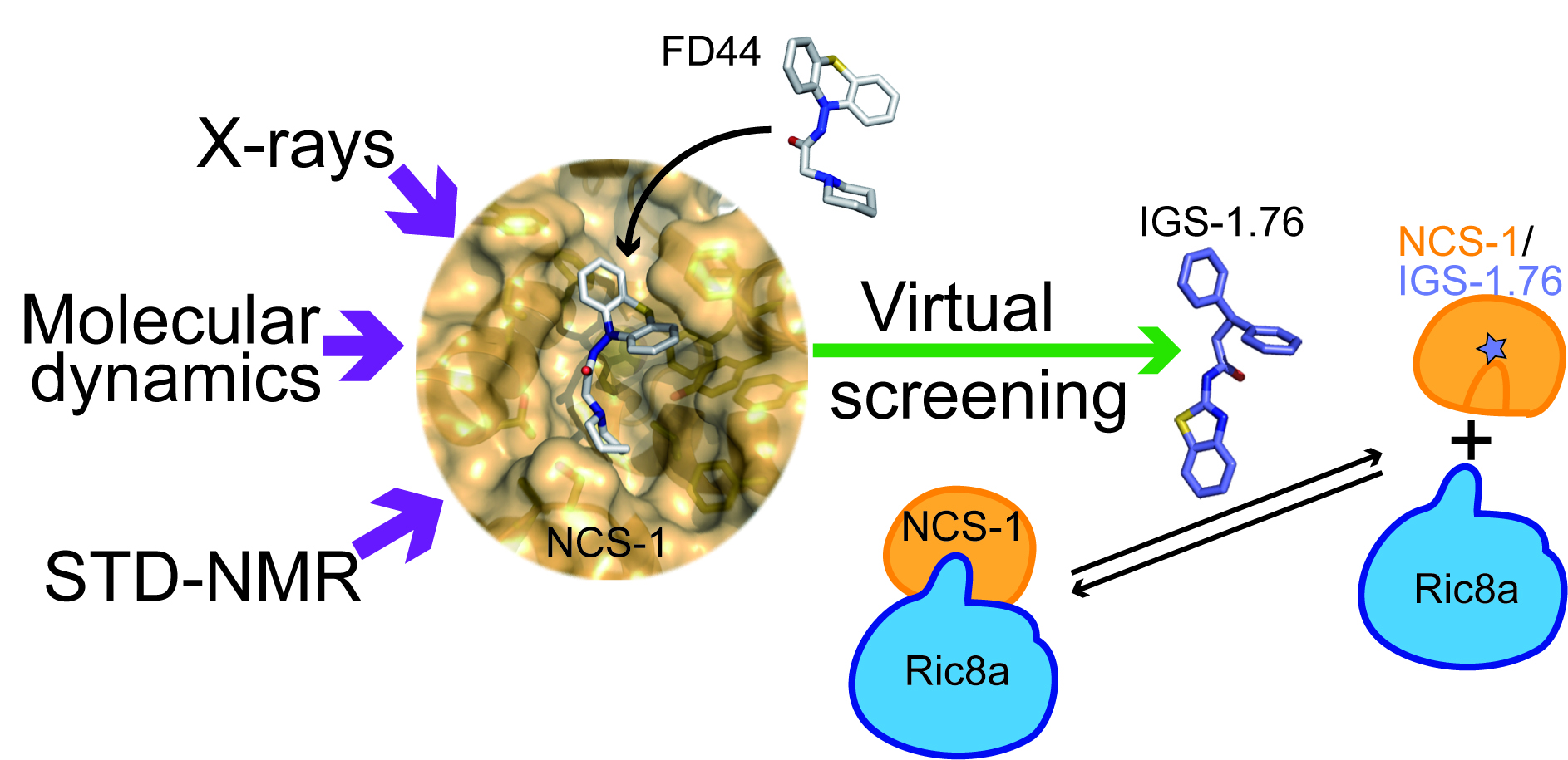 Identified a promising drug-like molecule for Fragile X syndrome