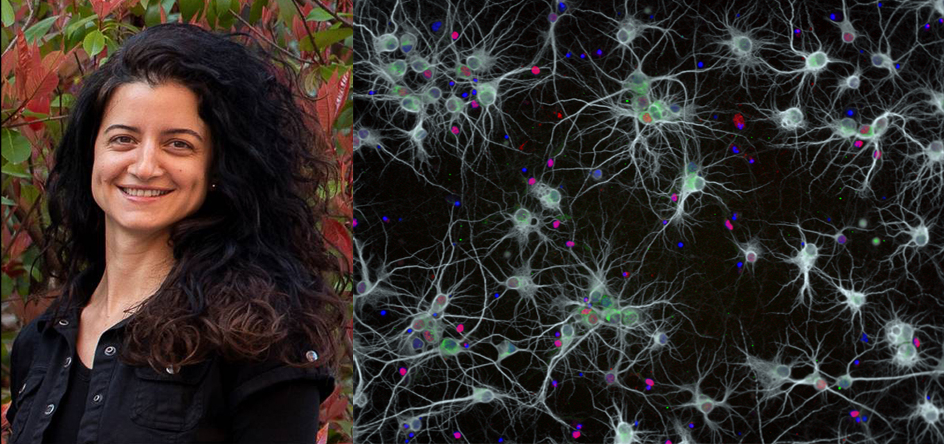 Dr. Natalia Rodríguez-Muela has been awarded with a ERC Starting Grant 2018 