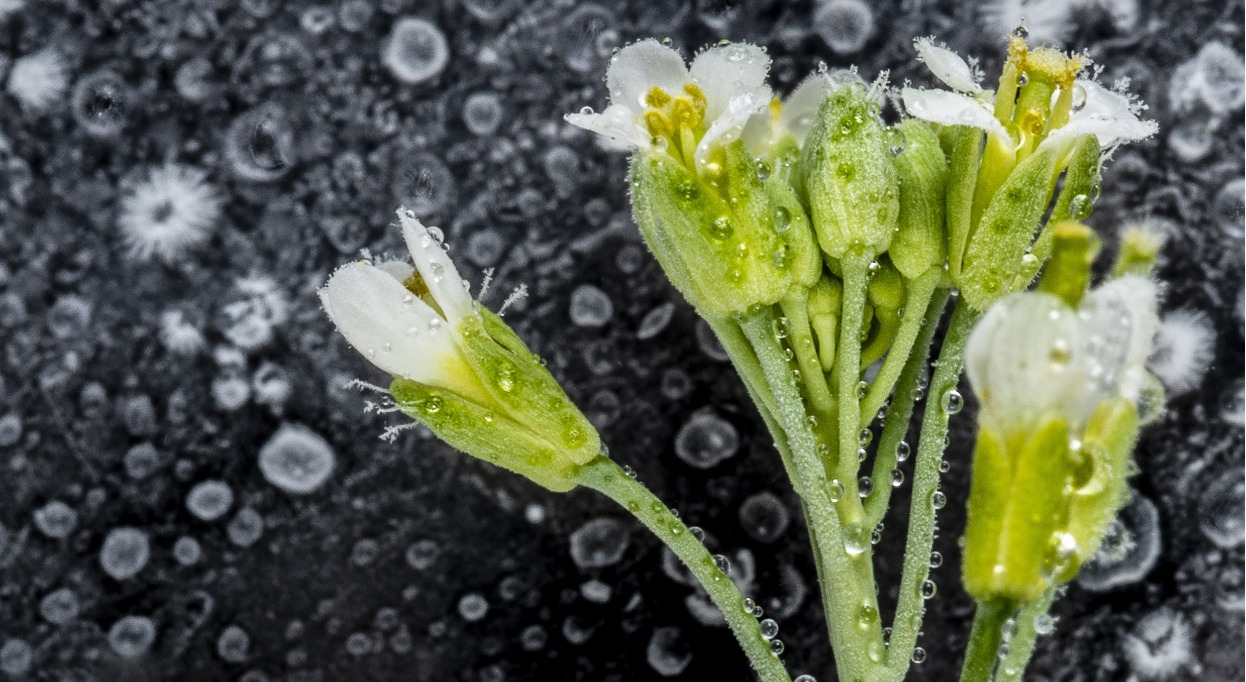 Arabidopsis thaliana