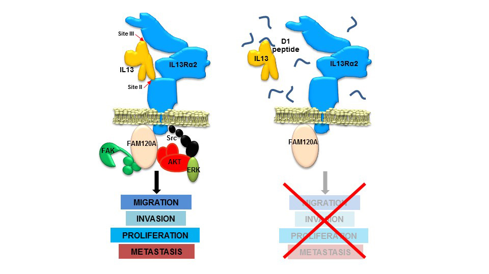 Discovered a peptide with therapeutic activity against metastatic colorectal cancer and glioblastoma