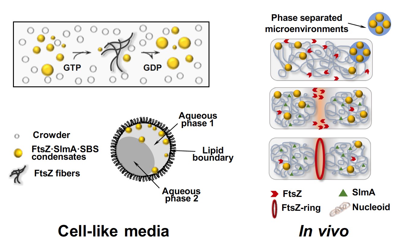 FtsZ protein forms condensates by phase separation in crowding conditions