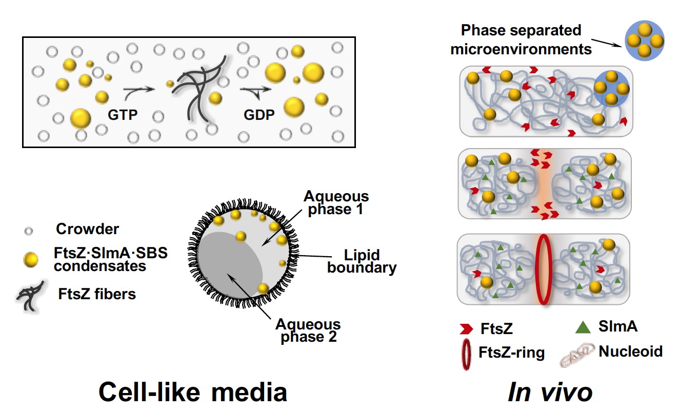 FtsZ protein forms condensates by phase separation in crowding conditions