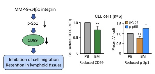 Identification of CD99 as a novel contributor to chronic lymphocytic leukemia progression