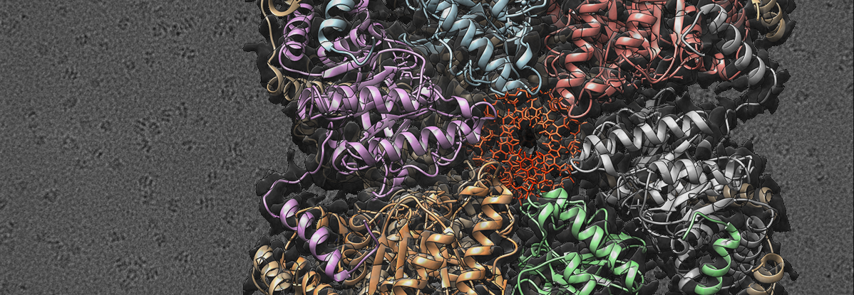 Unveiled the mechanism by which helicases load onto DNA