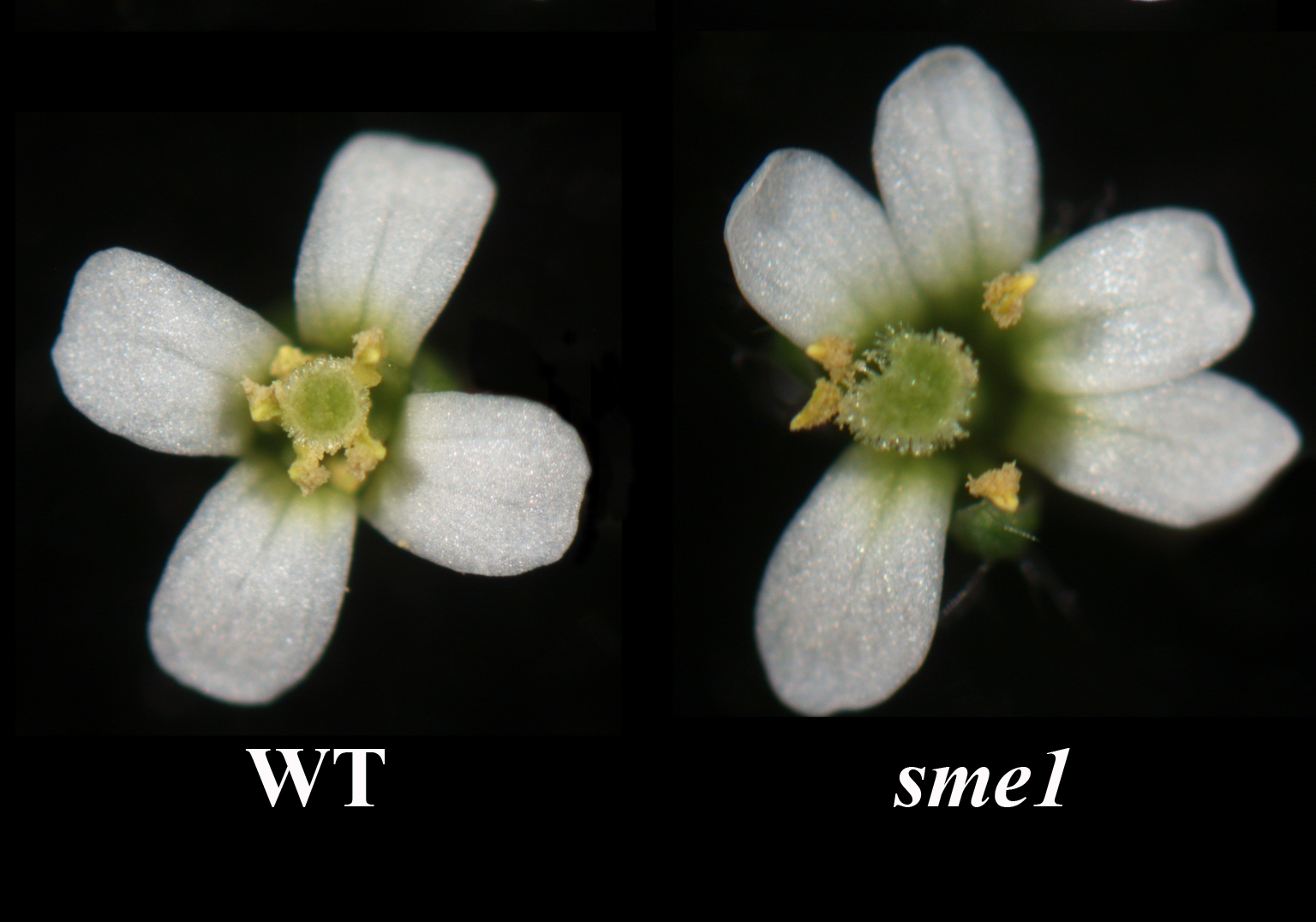 Identified a novel mechanism by which the spliceosome regulates plant development and adaptation to stress conditions