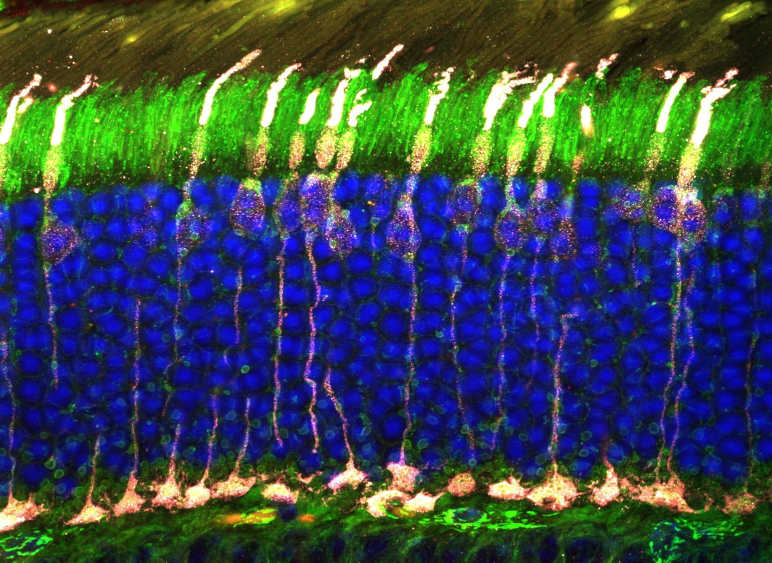 Characterized the processes of autophagy and mitophagy in the eye of vertebrates