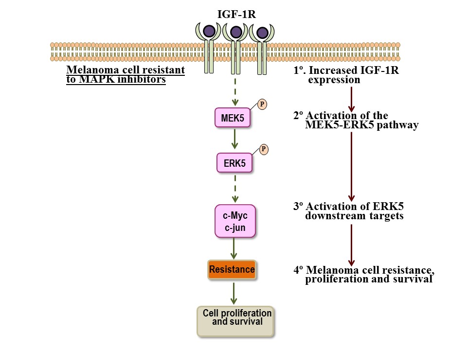 Identified a novel molecular pathway contributing to resistance in melanoma