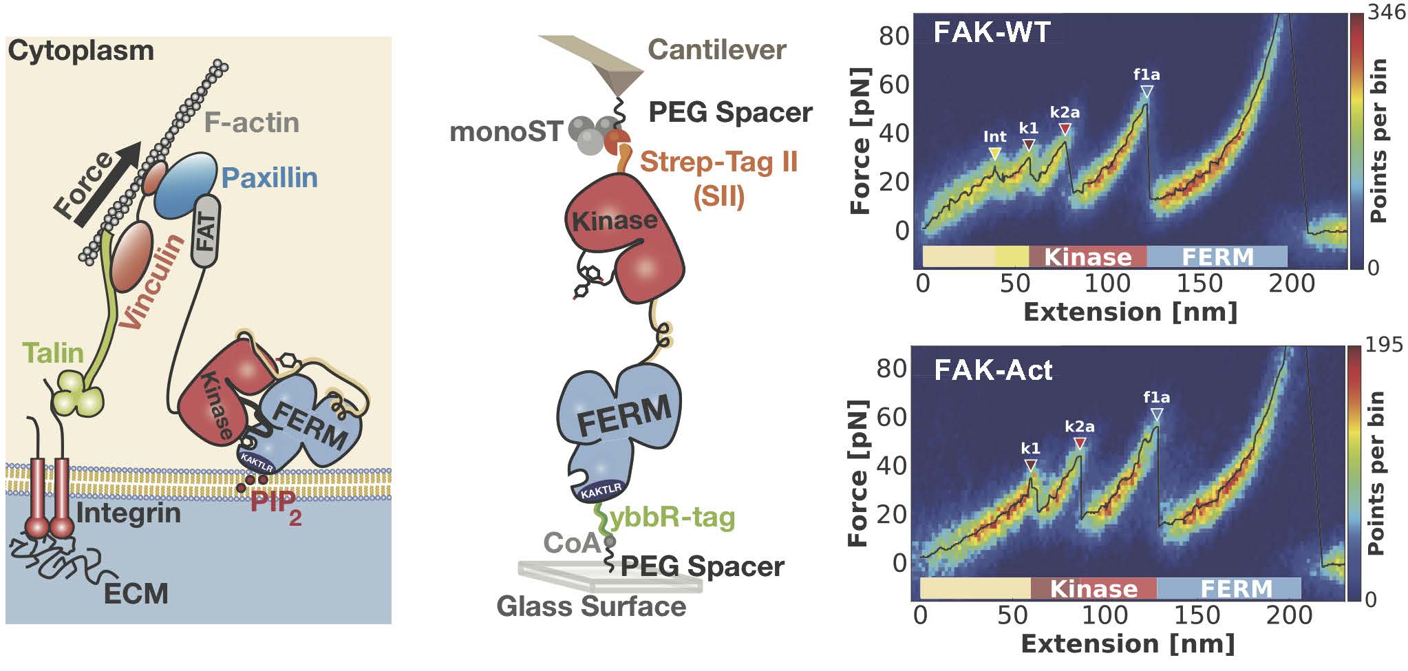 During cell adhesion to the extracellular matrix (ECM) force is generated in the focal adhesion complex (left). Stretching forces on FAK (containing a FERM and kinase domain) were mimicked in an atomic force microscopy (AFM) setup by attaching FAK molecules via tags to the AFM cantilever and surface (middle). Overlays of resulting force-extension curves into heatmaps detects several unfolding events (k1, k2a, f1a) and rupture of the autoinhibitory FERM/kinase interface (Int), (right panels). The latter is only observed in WT-FAK but not a conformationally activated mutant (FAK-Act). New discoveries about the mechanism of force sensing during cell migration
