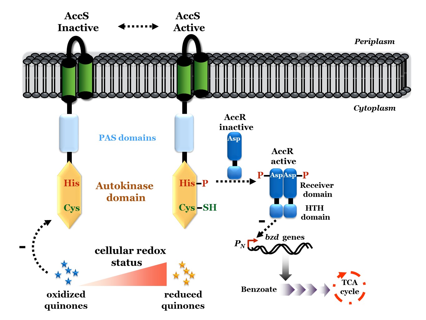 A novel redox-sensing histidine kinase controls the anaerobic degradation of aromatic compounds in some bacteria