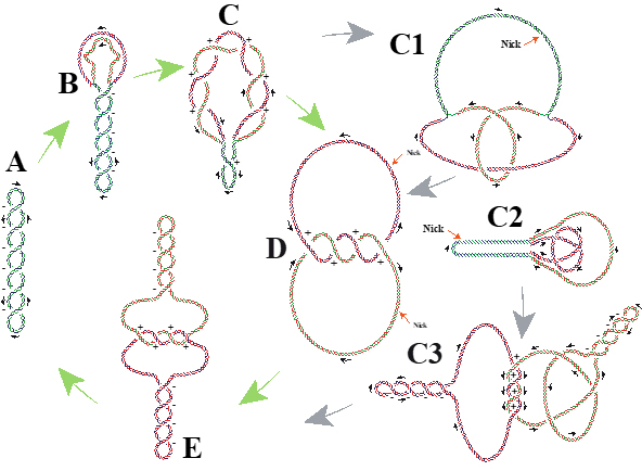 DNA topology: closing the loop