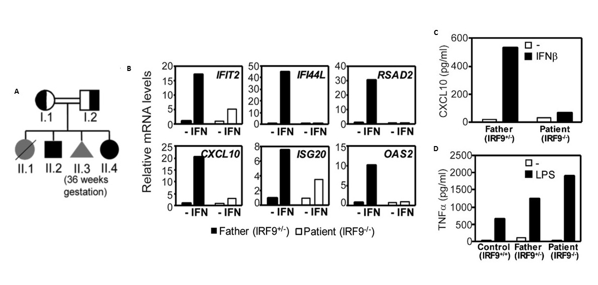 The IRF9 protein has been identified as fundamental in the control of viral infections in humans.