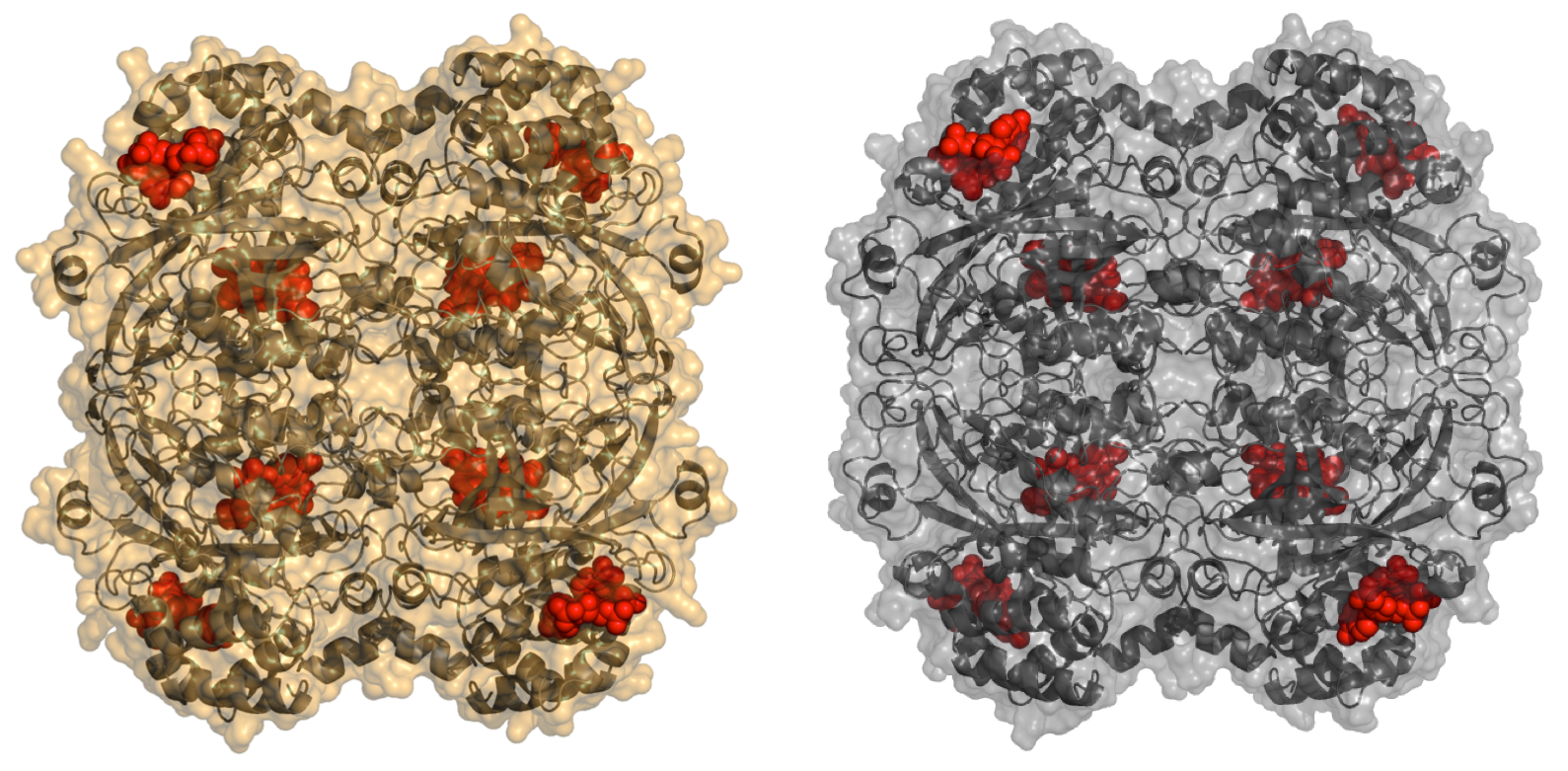 Revealed the structure of two new eukaryotic catalases from yeast