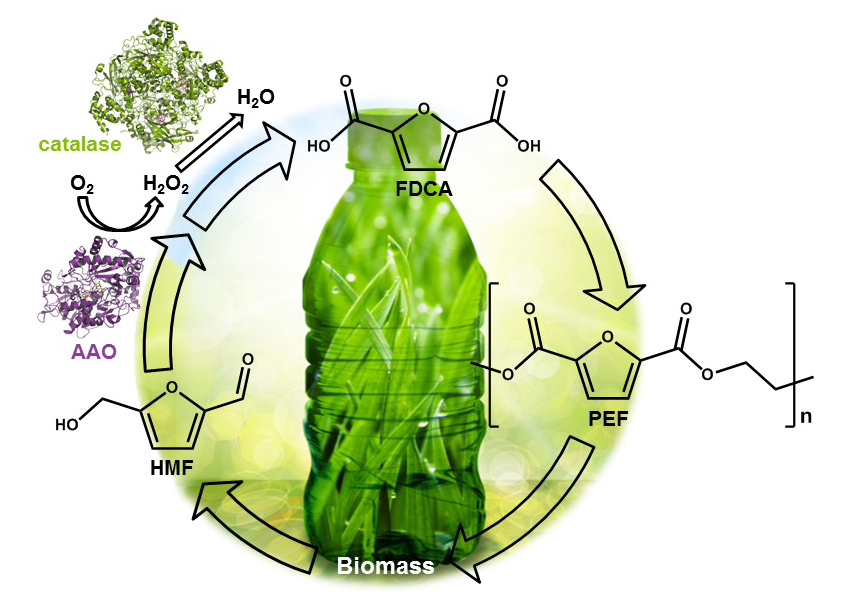 Promising renewable plastic precursor obtained by enzymatic catalysis in EU project EnzOx2