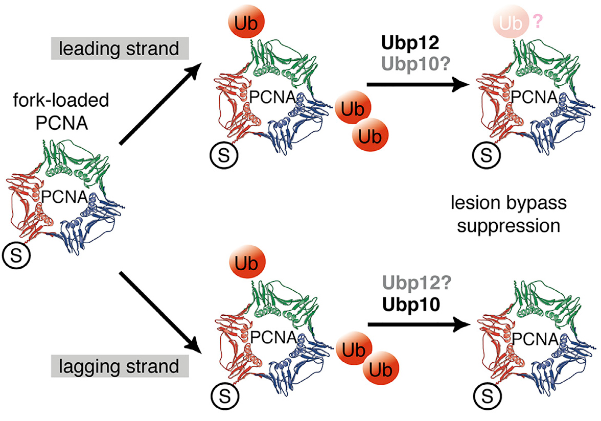 A key player in the regulation of DNA damage tolerance identified