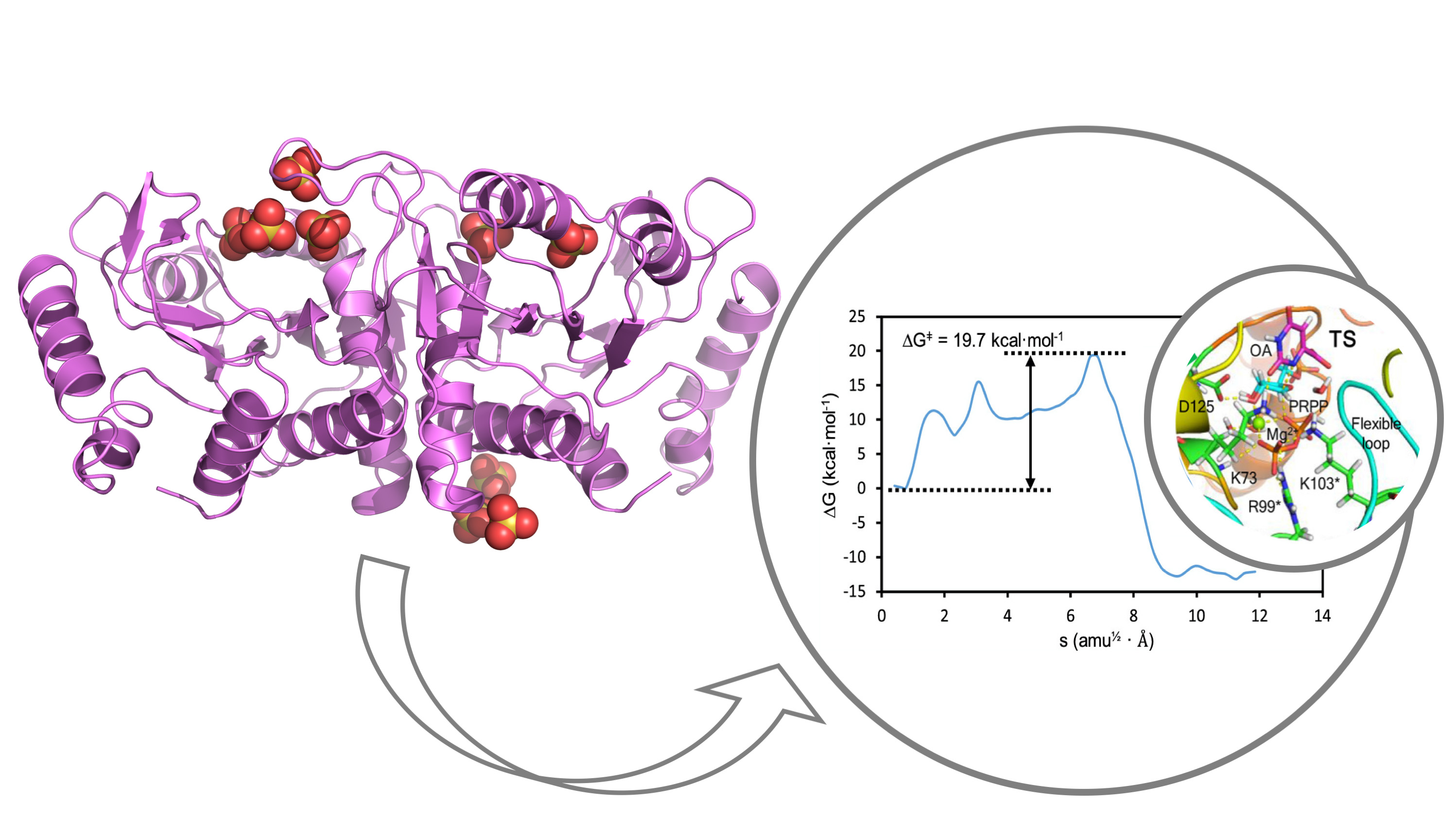 Unveiled an essential enzymatic mechanism for the de novo synthesis of pyrimidine nucleotides