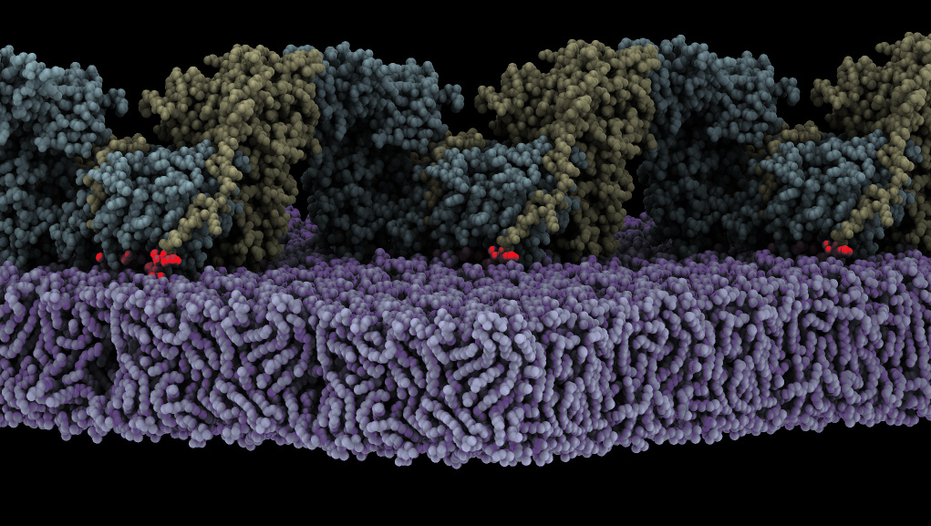 Assembly of oligomeric FAK (yellow/cyan) on the membrane (purple) triggers autophosphorylation. Shown is a state where the autophosphorylation site (red glow) is bound to the active site of the FAK kinase. /CIB-CSIC picture