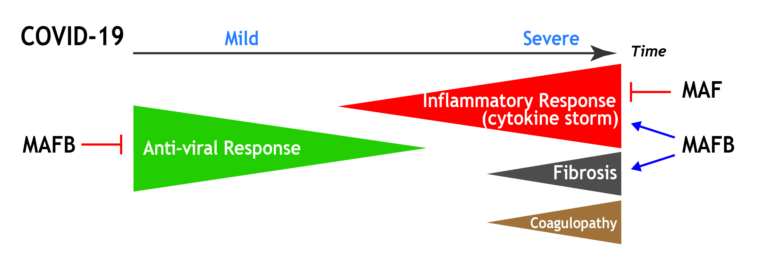 Potential contribution of MAF and MAFB to progression and main pathological features in COVID-19 imagen