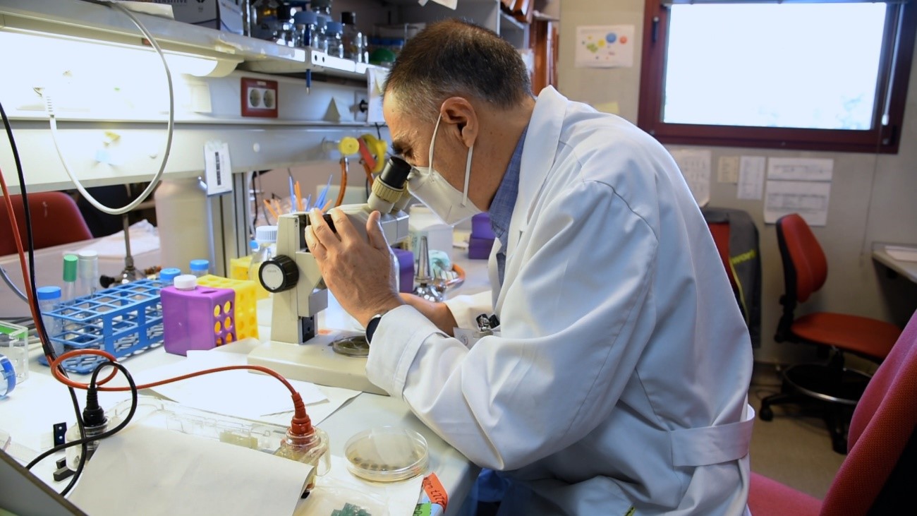 Miguel Ángel Peñalva in his laboratory at the Margarita Salas Center Biological Research (CIB-CSIC) while observing a plaque of the fungus ‘Aspergillus nidulans’ with the alkaptonuria gene. foto