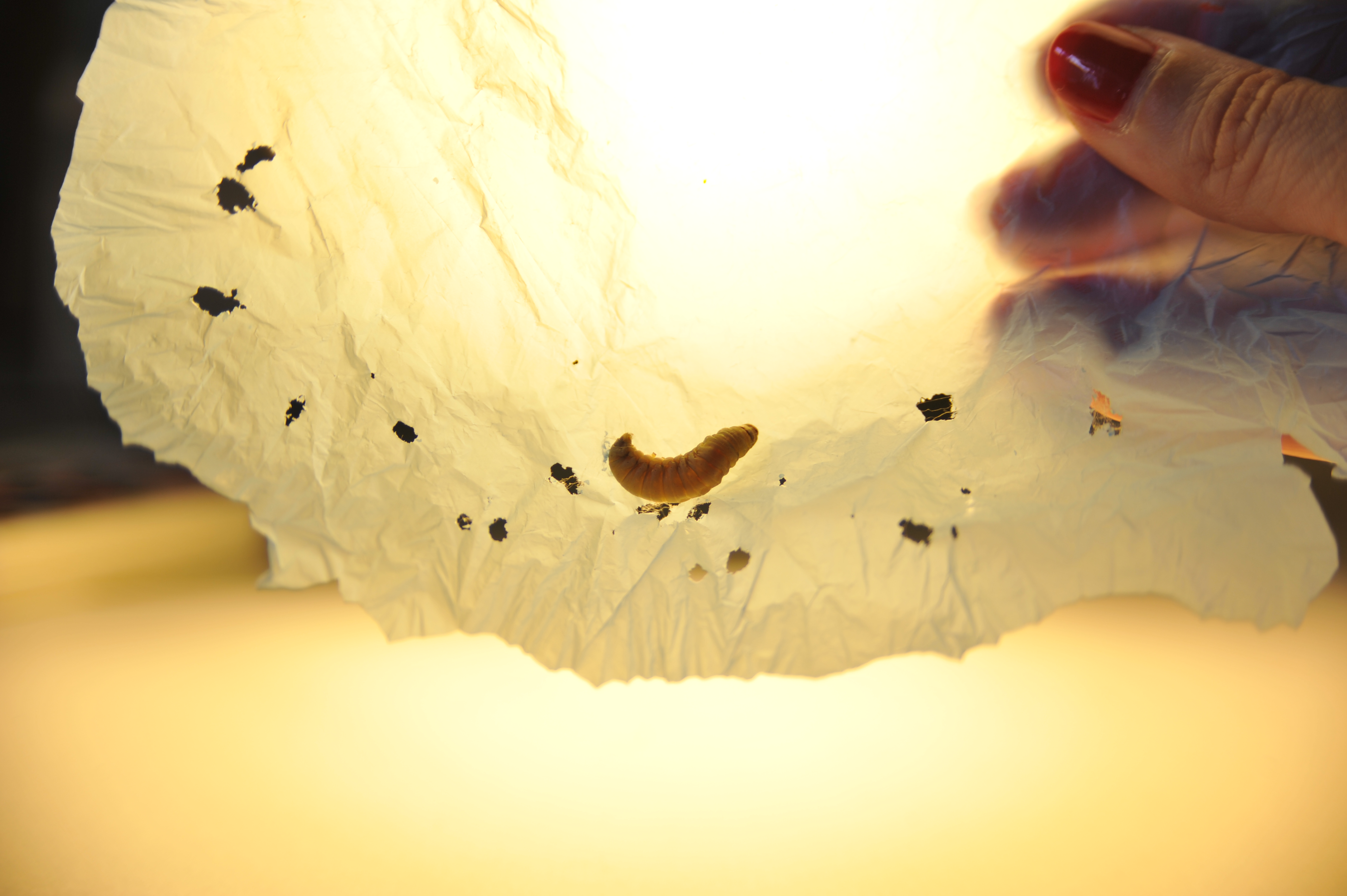 The wax worm saliva contains enzymes that set off polyethylene. /César Hernández. The wax worm saliva contains enzymes that set off polyethylene
