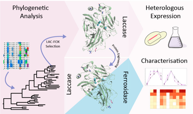 graphical abstract