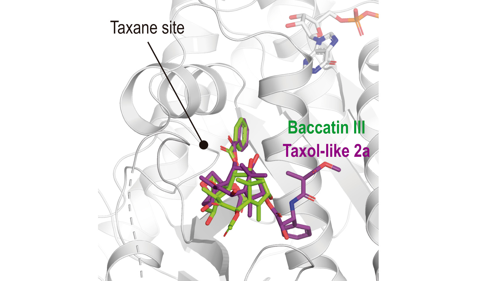 Imagen de la estructura del sitio de enlace de la tubulina con los derivados de taxol