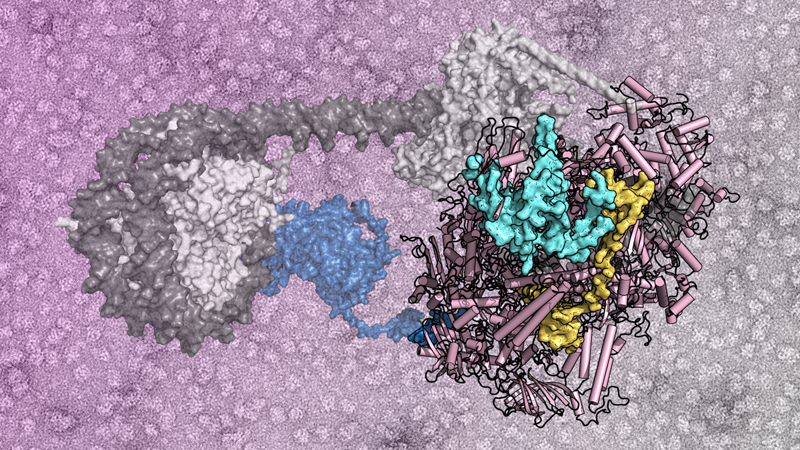 Modelo de inserción del retrotransposón Ty1 en el ADN