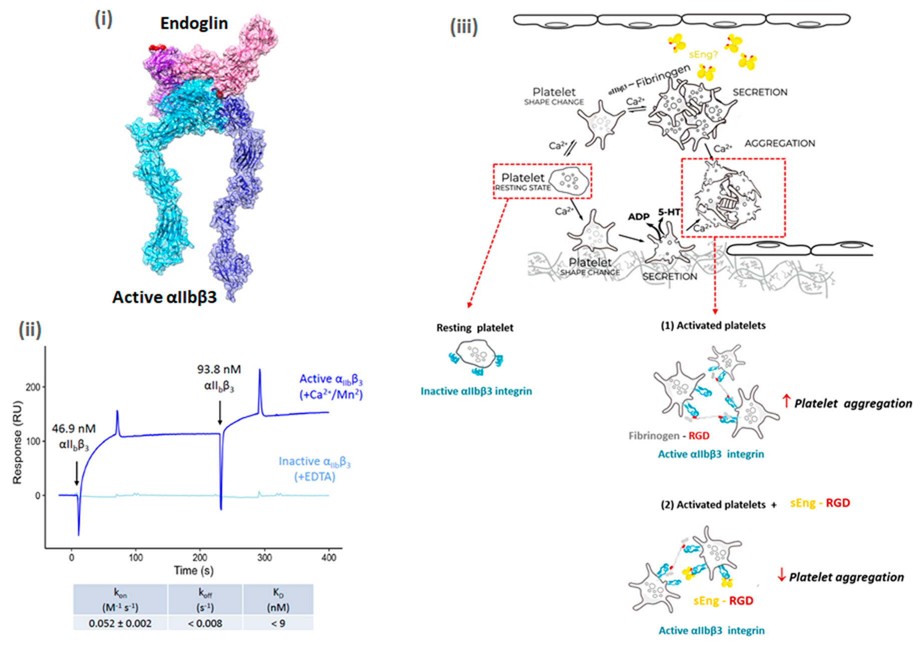 (i) Structural modelling (Docking) of the complex between active integrin αIIbβ3 (dark-light blue) and sEng (dark-light pink). The sEng RGD motif is marked in red.  (ii) Binding analysis of sEng and active or inactive integrin αIIbβ3 by surface plasmon resonance. The sensorgram corresponds to the first two consecutive injections of the ligand (integrin αIIbβ3) over the sensor chip immobilized with sEng.  (iii) Hypothetical mechanism of sEng-induced inhibition of platelet aggregation. Circulating platelets a